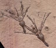 Gogia spiralis  ROBINSON et al. 1989