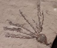 Gogia spiralis  ROBINSON et al. 1989