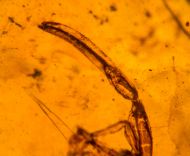 Palaeoburmesebuthus grimaldii  W.R. Loureno, 2002