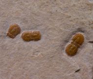 Ptychagnostus germanus OPIK, 1979 & Peronopsis fallax (Tullberg, 1880)