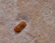 Ptychagnostus germanus OPIK, 1979 & Peronopsis fallax (Tullberg, 1880)