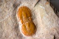 Ptychagnostus germanus OPIK, 1979 & Peronopsis fallax (Tullberg, 1880)