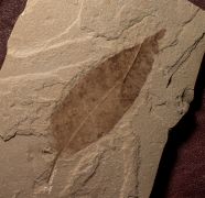 Allophylus flexifolia (Lesquereux)