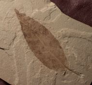 Allophylus flexifolia (Lesquereux)