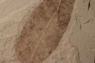 Allophylus flexifolia (Lesquereux)