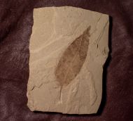 Allophylus flexifolia (Lesquereux)