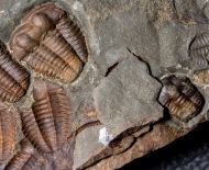 Ellipsocephalus hoffi (Schlotheim, 1823)