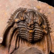 Leonaspis sp.