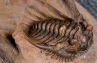 Leonaspis sp.