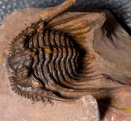 Leonaspis sp.