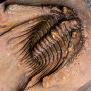 Leonaspis sp.