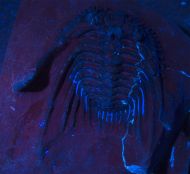 Leonaspis sp.