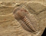 Yunnanocephalus yunnanensis  (Mansuy 1912)