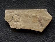 Yunnanocephalus yunnanensis  (Mansuy 1912)