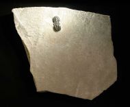 Ptychagnostus atavus (Tullberg, 1880)