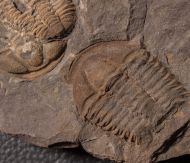 Conocoryphe cirina (Barrande, 1846)