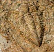 Rielaspis elegantula (Billings, 1866) & Stelckaspis sp.