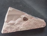 Elrathia kingi (Meek 1870)