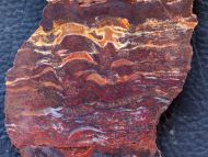 Stromatolith Collenia undosa Walcott 1916
