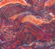Stromatolith Collenia undosa Walcott 1916