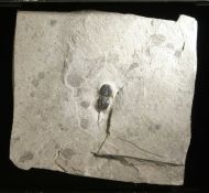 Ptychagnostus atavus (Tullberg, 1880)