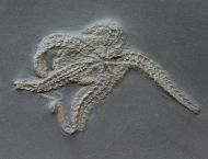 Taeniaster beneckei  (Strtz, 1886)