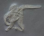 Taeniaster beneckei  (Strtz, 1886)