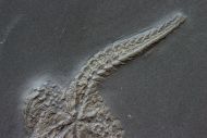 Taeniaster beneckei  (Strtz, 1886)