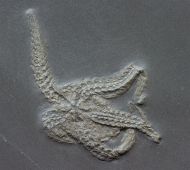 Taeniaster beneckei  (Strtz, 1886)