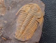 Eccaparadoxides pusillus (Barrande, 1846)