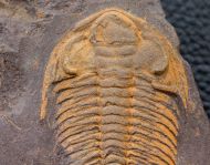 Eccaparadoxides pusillus (Barrande, 1846)