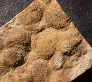 Nemiana simplex Paliy, 1976