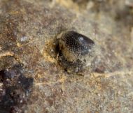 Aulacopleura konincki (BARRANDE, 1846)