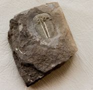 Aulacopleura konincki (BARRANDE, 1846)