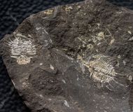 Odontopleura prevosti (Barrande, 1846)