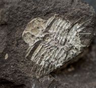 Odontopleura prevosti (Barrande, 1846)