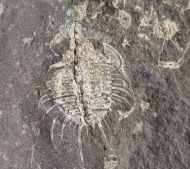Odontopleura prevosti (Barrande, 1846)