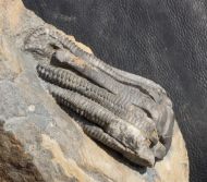 Encrinus liliiformis SCHLOTHEIM, 1820