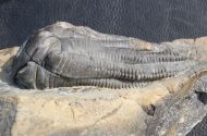 Encrinus liliiformis SCHLOTHEIM, 1820