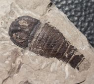 Eurypterus (Balteurypterus) tetragonophtalmus (Fischer, 1839)