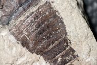 Eurypterus (Balteurypterus) tetragonophtalmus (Fischer, 1839)