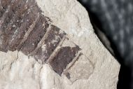 Eurypterus (Balteurypterus) tetragonophtalmus (Fischer, 1839)