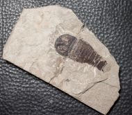 Eurypterus (Balteurypterus) tetragonophtalmus (Fischer, 1839)