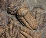 Ellipsocephalus hoffi (Schlotheim, 1823)