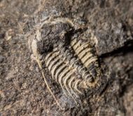 Kettneraspis roemeri (Barrande, 1852)