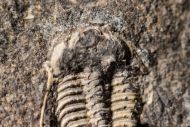 Kettneraspis roemeri (Barrande, 1852)