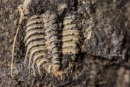 Kettneraspis roemeri (Barrande, 1852)
