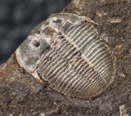 Aulacopleura konincki (BARRANDE, 1846)