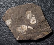 Aulacopleura konincki (BARRANDE, 1846)