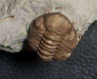 Kainops raymondi (DELO, 1935)